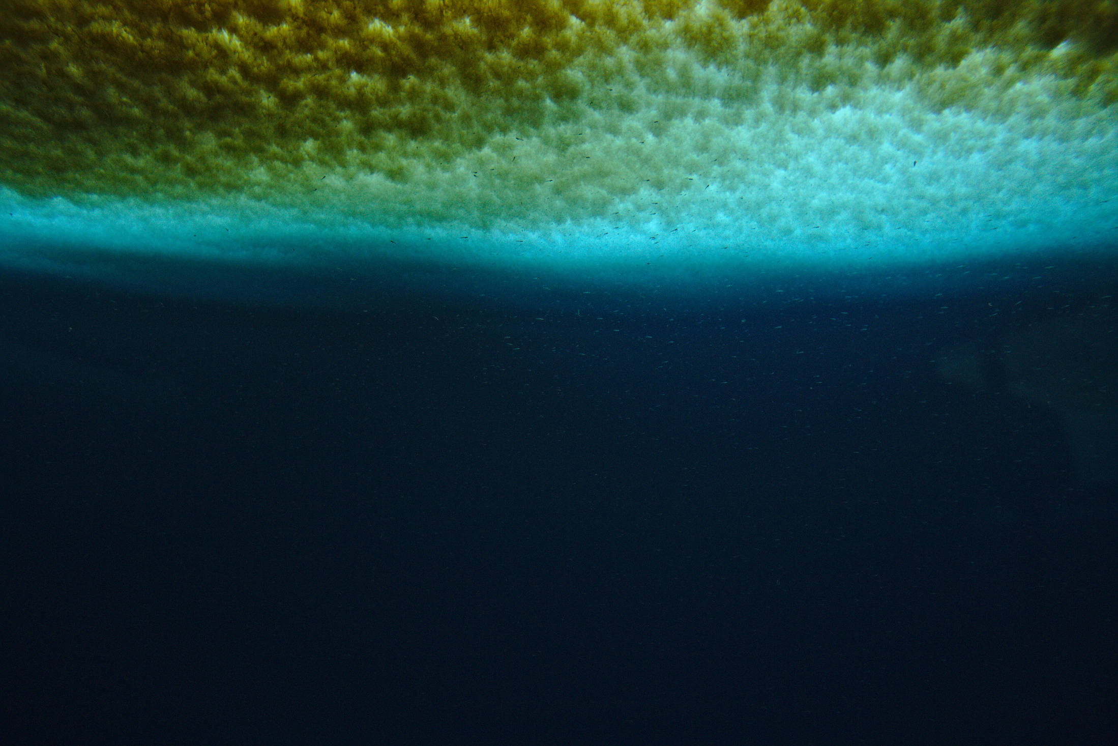 Sea ice from below. Tiny fish in front of it